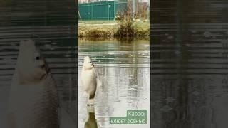 40 секунд от заброса до карася в ноябре #шортс #карась #рыбалка #удочка #поплавок #пруднадаче #рыба