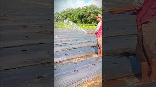 penyiraman lahan pertanian bermulsa sebelum proses tanam cabe #shorts