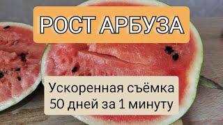 ускоренная съёмка роста арбуза