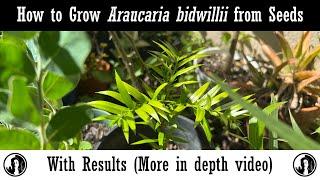 How to grow Araucaria bidwillii (Bunya Pines) from Seeds with Results