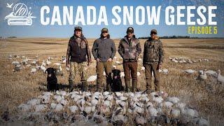 Canada Snow Geese - Endurance Testing the SORIX