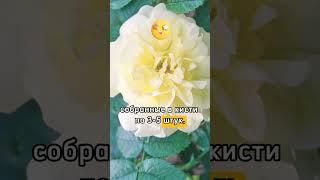   РОЗА РУГОЗА: ТОП СОРТА САДОВЫХ РОЗ #питомникросток #растения #саженцы #сад #розы