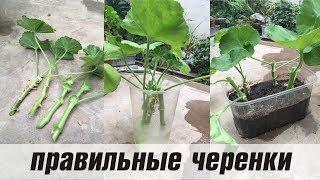 ЧЕРЕНКОВАНИЕ ПЕЛАРГОНИИ весной