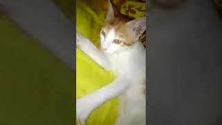Creamy My Cat