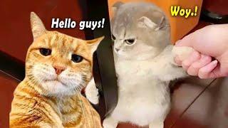 You Laugh You Lose  1 Hour Funny Cat Video Going Viral in Internet 2024 ~ Tiktok Funny Cat Videos