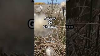 Angelic Moment - Bog Cotton Far North food forest - contrast #nature #garden #angels