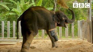 Happy elephant receives a new prosthetic leg  | Great Asian Railway Journeys - BBC