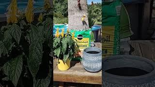 I gave a plant a new home.#garden #nature #plants