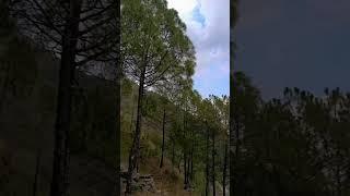 baan Gaddi dog  bhutiya puppy  please subscribe like comment share #gaddi 