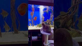 Персик після полювання полюбляє риболовлю )). #cat , #catlover , #discus , #altum .