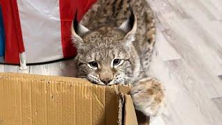 LYNX, RACCONS AND A PIG HELP DECORATE THE CHRISTMAS TREE