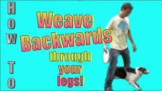 How to Teach Your Dog to Back Up and Weave Backwards Through Your Legs