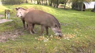 Brazilian Tapirs at Linton Zoo Tiana and Thiago meet for the first time.  Dec 2012.MOV