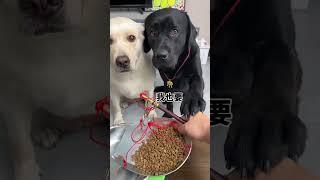 Dog: It’s a pity that you don’t go to be a businessman! Cute pet debut plan, animal confusing beha