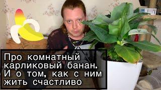Комнатный карликовый банан ,уход,перевалка,рекомендации по выращиванию.