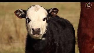 सभी जीव के लिए दयालु हो | Be Kind To Every Kind | YV Care| Vegan Hindi India