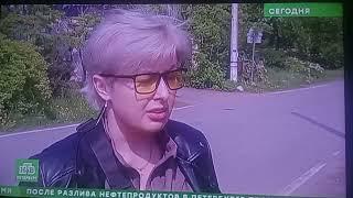 Посёлок  ,, Лисий нос " нашествие кабанов ,