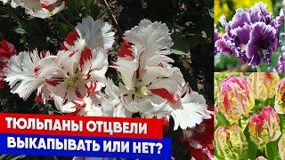 Тюльпаны отцвели выкапывать или нет?