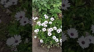 beautiful flowers Osteospermum#красиві квіти Остеоспермум