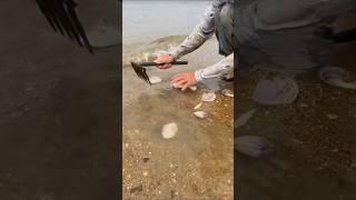 looking for white shellfish #fishing #fishingvideo #fishingadventure #nature #shell