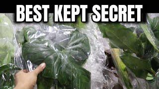 BEST KEPT SECRET / Best Deals & Varieties, Houseplants & Aroids, Collective Tropical Foliage Plants