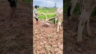 Sharing traditional wisdom and practical experience of ox-plowing