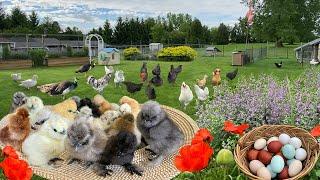 Organic Chick Care Essentials. Tips on Selling Chicks & Hatching Egg. Colorful Egg Collection