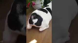 PuppyFinder.com : WSale Video 1