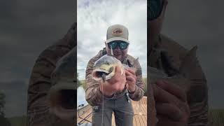 Flipping the Zman Pro CrawZ for REDFISH