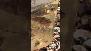 fish (released quickly, check description for species) #viral #wildlife