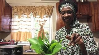 LEAF OF LIFE plant health benefits with Dr. Debs -  Oct 22, 2020 (www.debrawilliamsja.com)