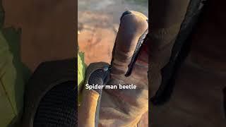 Peter Parker was bit by a beetle silly, not a spider. #BEETLEMAN/Name in the comments