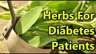 Top 10 Herbs For Diabetes Patients