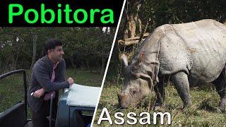 Pobitora Assam wildlife | Highest density of one horn Rhino in the world, Mayong village black magic