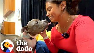 We Transformed The Shelter Into A Movie Theater For A Senior Pittie | The Dodo
