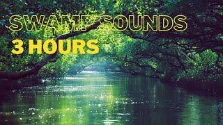 Swamp Sounds at Night | 3 Hours | Vibrant Wild Life