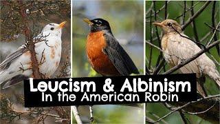 Leucism and Albinism in American Robins