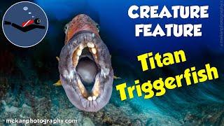 Titan Triggerfish | Divers BEWARE! 