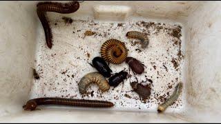 Explore And Captured Hill Creatures Bombardier Beetles, Sweet Giant Millipedes And Poison Insects