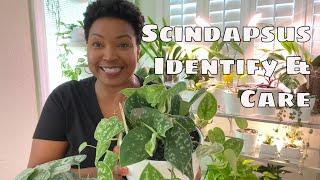 Scindapsus Pictus Exotica Silver Ann Argyraeus Compare, Identify and Care Tips Silver Pothos
