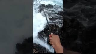 #fishing  | #rockfishing  | #shorefishing