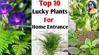 Top 10 lucky plants for home entrance | lucky plants for front of the house | Lipsha world