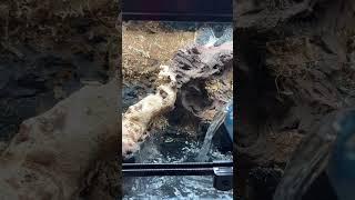 Indoor Ecosystem Build - Part 2 #youtubeshort #fyp #indoorecosystem