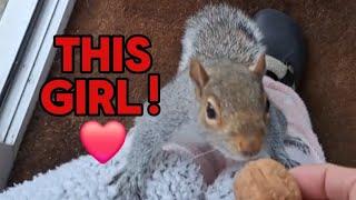 Happy Christmas Eve  #fox #squirrel #wildlife #cute #animals #fyp #viralvideo #video #viral_video