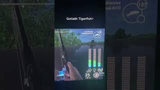 Goliath Tigerfish are best for XP/Money #fishingplanet #fishingplanetking #fishing