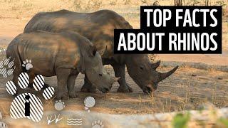Top 10 Rhino Facts | Animal Fun Facts | WWF