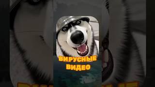 ВИРУСНЫЕ ВИДЕО / Обезьяна уборщик 