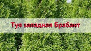 Туя западная Брабант  Обзор: посадка и уход. саженцы, крупномеры туи: описание и особенности