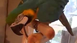 Попугай ржет как идиот Parrot laughs