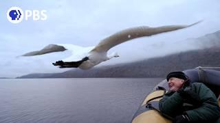 How David Attenborough Captured Memorable Swan Moment